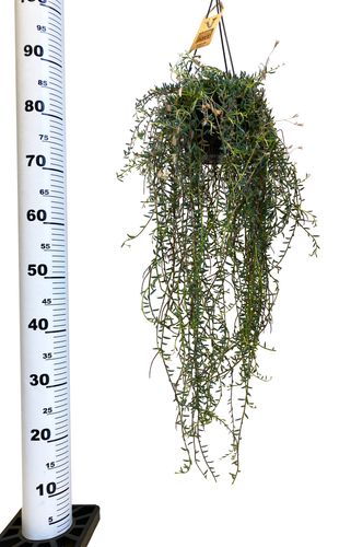 SENECIO HALIANUS 70cm na Arena.pl