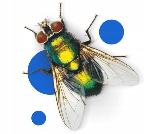 bros - spray na komary i kleszcze 50% deet 90ml - 2 szt. na Arena.pl