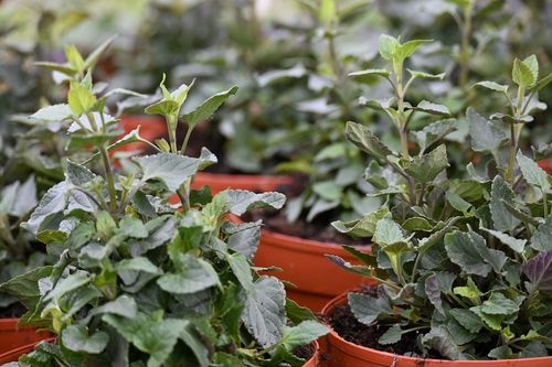 Kłosowiec Mango Tango - Agastache na Arena.pl