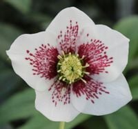 CIEMIERNIK WSCHODNI WHITE SPOTTED - sadzonki w doniczkach