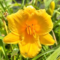 Liliowiec Żółty 'Stella d'Oro' Stella de Oro W DONICZCE 2L (Hemerocallis)