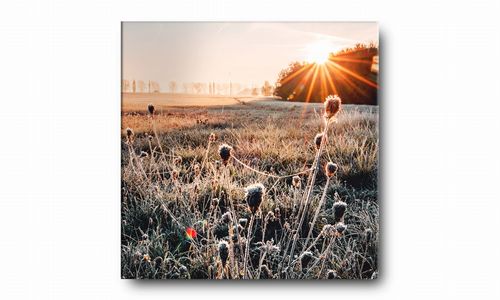 OBRAZ NA PŁÓTNIE 075 Oset 70x70cm na Arena.pl