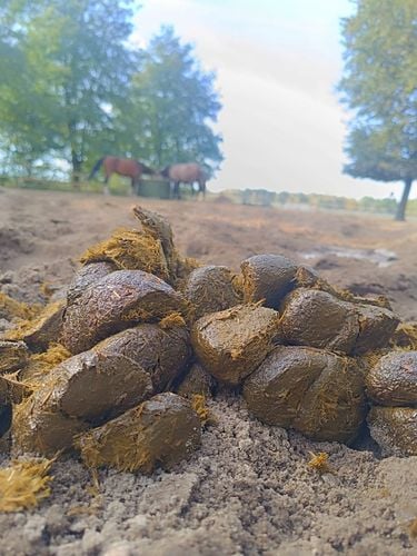 Nawóz ekologiczny koński obornik BEZ SŁOMY świeży do sadu ogrodu 50L na Arena.pl