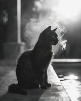 Plakat 40x50cm Kocia Przerwa