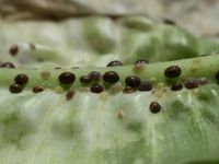 product-compare-58604005