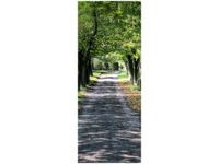 OBRAZ LEŚNA DROGA POMIĘDZY DRZEWAMI