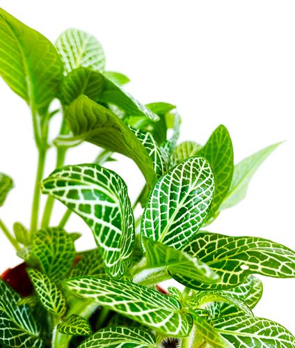 FITTONIA White Angel 15cm na Arena.pl