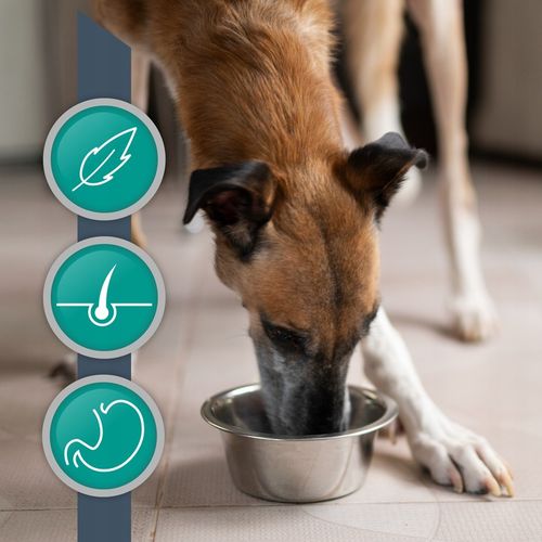 ZESTAW VET EXPERT HYPOALLERGENIC mokra karma weterynaryjna dla psa 6x400g na Arena.pl