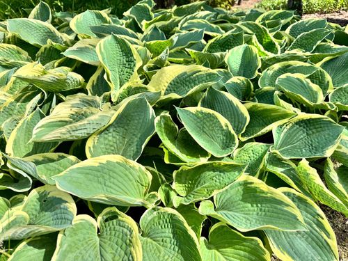 Funkia Hosta 'American Halo' W DONICZCE 2.0L, Pstra Dekoracyjna Duże liście na Arena.pl