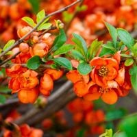 Pigwowiec pośredni ORANGE TRAIL Pomarańczowy Na soki Przetwory Sadzonki 1L