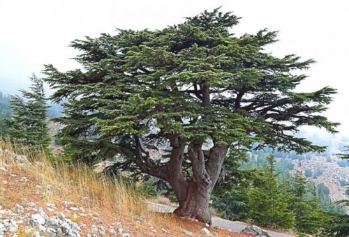 CEDR LIBAŃSKI CEDRUS - sadzonki w doniczkach na Arena.pl