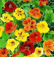NASIONA Nasturcja Karłowa Mieszanka Mix Niska 5g Kwiaty 413337