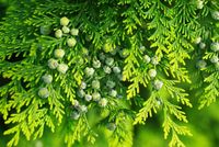 P9 Thuja aureospicata 20-40 cm.