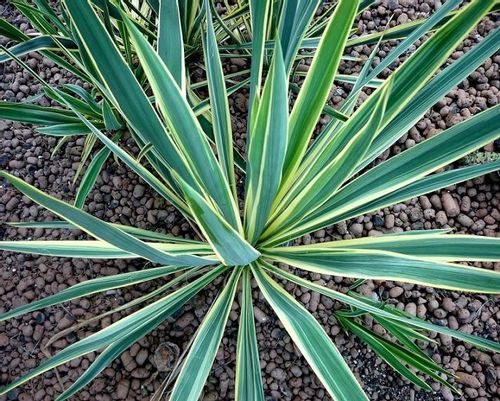 JUKA YUCCA Bright Edge sadzonki P9 na Arena.pl