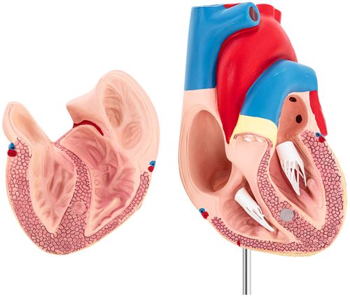Serce - model anatomiczny Physa PHY-HM-2 na Arena.pl