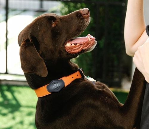 Etui case na lokalizator Apple AirTag na obrożę psa kota GPS na Arena.pl