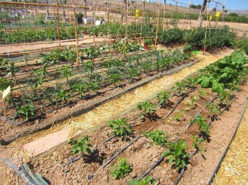 Zestaw Linia Kroplująca Bez Kompensacji 50m metrów + 87 akcesoriów Kropelka na Arena.pl