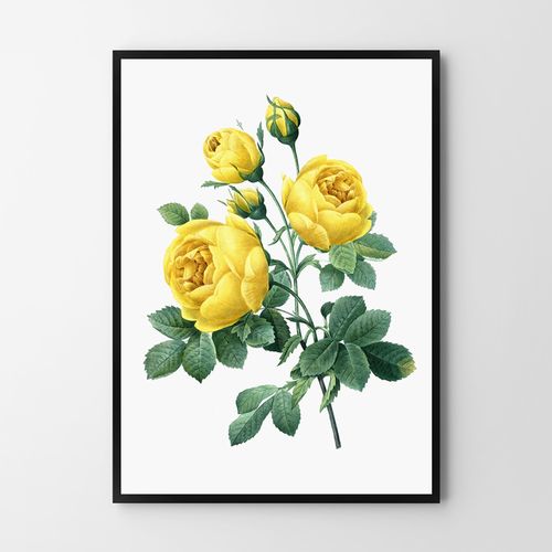 Plakat żółta róża vintage 30x40 cm na Arena.pl