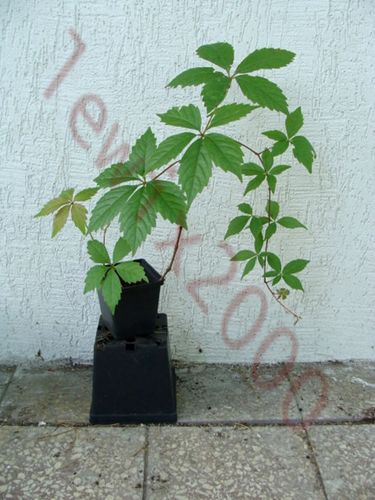 WINOBLUSZCZ - sadzonki w doniczkach na Arena.pl