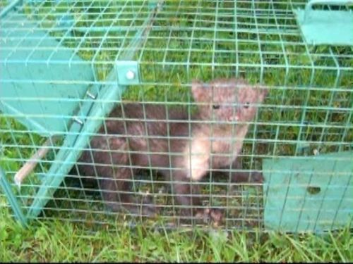 żywołapka pułapka na koty kuny bardzo szybka na Arena.pl