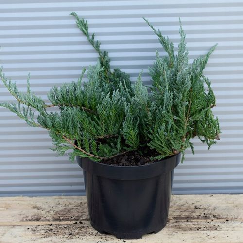 Jałowiec płożący BLUE CHIP Niebieski dywan na Arena.pl