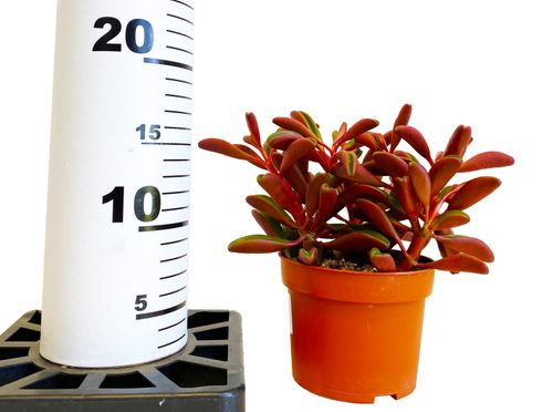 PEPEROMIA GRAVEOLENS 15cm na Arena.pl