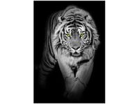 OBRAZ TIGER IN THE DARK
