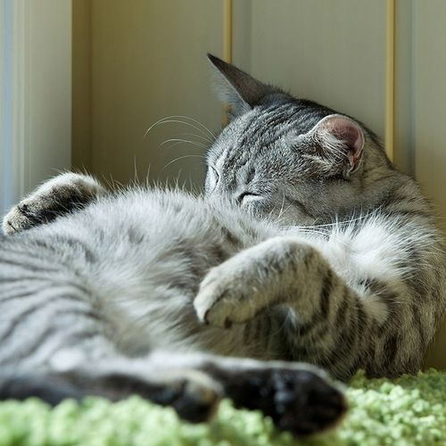 VERSELE-LAGA Classic Cat Variety 10kg na Arena.pl
