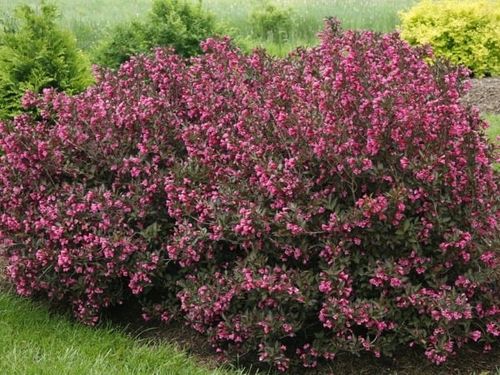 Krzewuszka WINE & ROSES Alexandra Bordowa C2 na Arena.pl