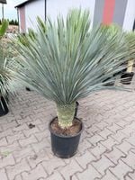 Yucca Rostrata (Juka Niebieska) 120-130 cm | Egzotyczna, Duży Okaz