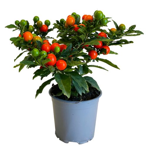 Psianka (Solanum Mega Ball) 25 cm na Arena.pl