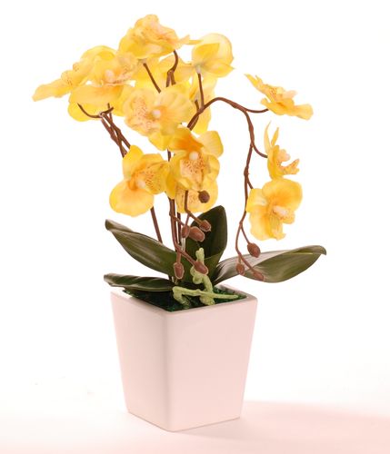 Storczyk mini żółty na Arena.pl