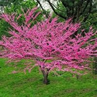 JUDASZOWIEC CHIŃSKI - sadzonki 30 / 40 cm