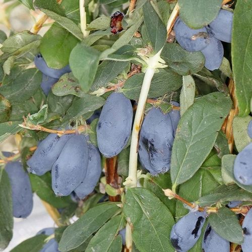 JAGODY 2 x BOREAL BEAST BOREAL BEAUTY ZESTAW 3 SZTUK 3 LETNIE na Arena.pl