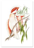 Plakat cyfrowy do wydruku papugi vintage