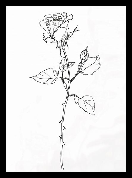 Plakat 20,5x28,4cm Kontur Róży zdjęcie 2