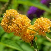 Budleja Weyera 'Sungold' Żółta Złota (Buddleja ×weyeriana) Doniczka 2.0L
