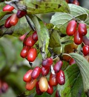 DEREŃ JAPOŃSKI Cornus officinalis - NASIONA 130 sztuk -10g.