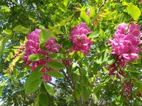 Grochodrzew Akacja duza sadzonka miododajne 130 / 150 cm