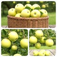 JABŁOŃ ANTONÓWKA STARA ODPORNA ODMIANA