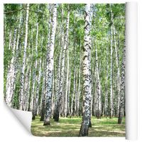 Fototapeta Las BRZOZY Drzewa Natura do Salonu 90x60