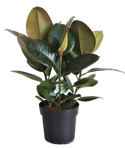 FIKUS ELASTIKA ROBUSTA 65cm na Arena.pl