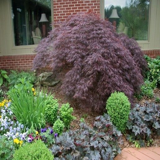 Klon palmowy Crimson Queen PA 70-90cm C2 zdjęcie 2