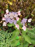 Hortensja kosmata Hot Chocolate purpurowe liście