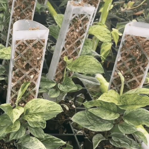 Podpora do roślin pnączy do mchu Sphagnum Palik Tyczka Do Monstery 50 na Arena.pl