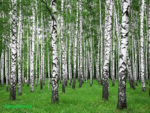 Brzoza brodawkowata (Betula) w  doniczkach P11, 60-80 cm na Arena.pl