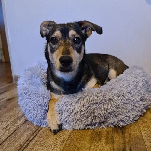 Legowisko Włochate Dla Psa Szare 22759 na Arena.pl