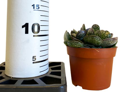 Adromischus Maculatus 15 cm na Arena.pl