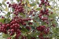 GK GŁÓG DWUSZYJKOWY CRATAEGUS OXYACANTHA 20-30 CM