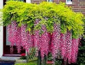 WISTERIA 'ROSEA' Najpiękniejsze pnącze świata !